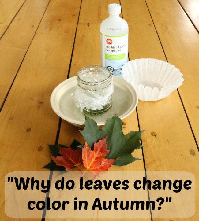 A simple science experiment to explain why leaves change color in Autumn!