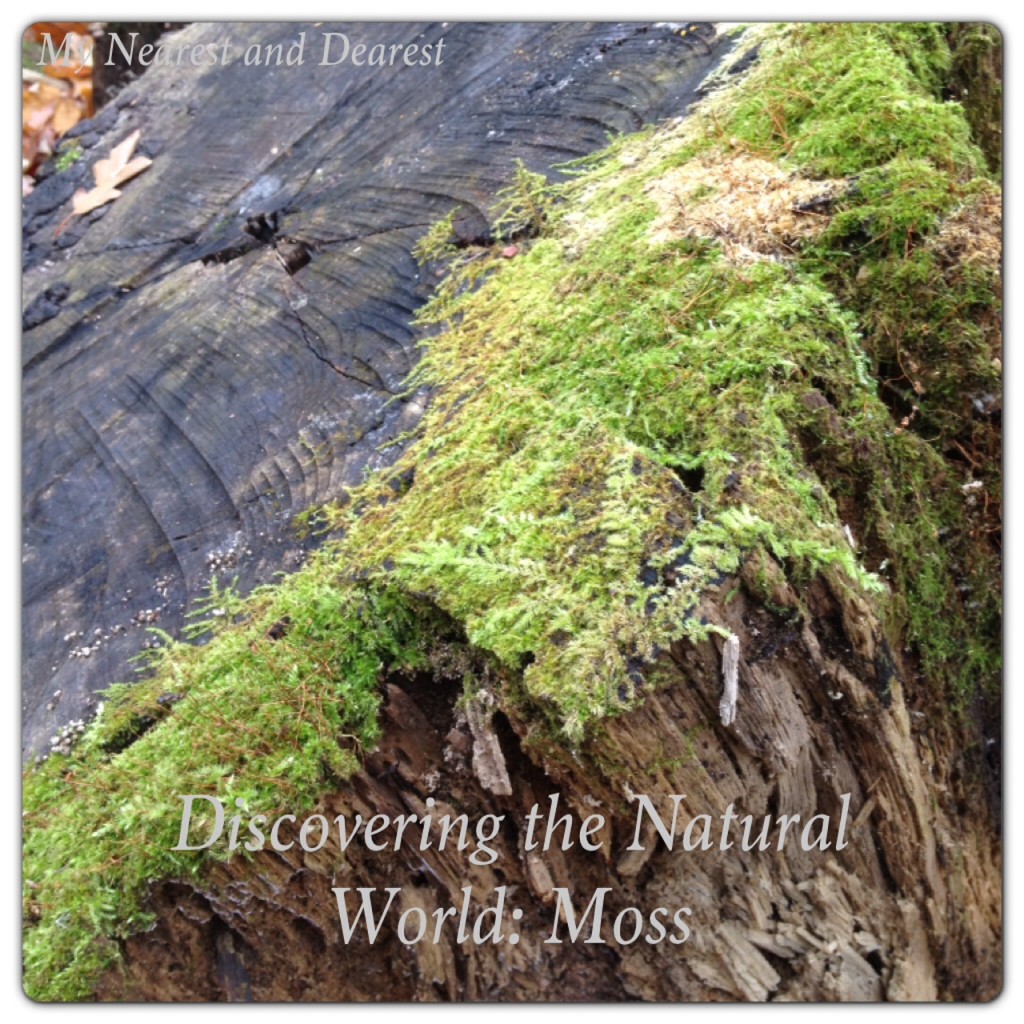 Discovering the Natural World with Moss