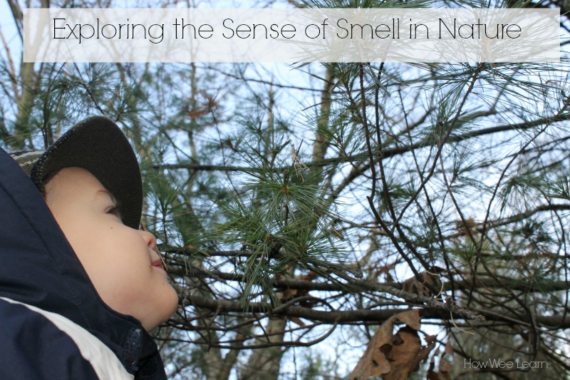 Exploring the sense of smell, exploring the 5 senses naturally