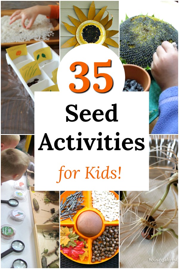 Fun seed activities perfect for kids of all ages, especially preschoolers! Awesome nature learning and science. #science #preschool #nature #seeds #homeschool #learning 