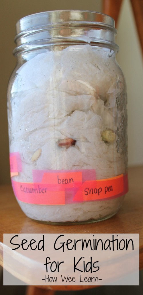 how we learn germinating seeds as an activiy for preschoolers