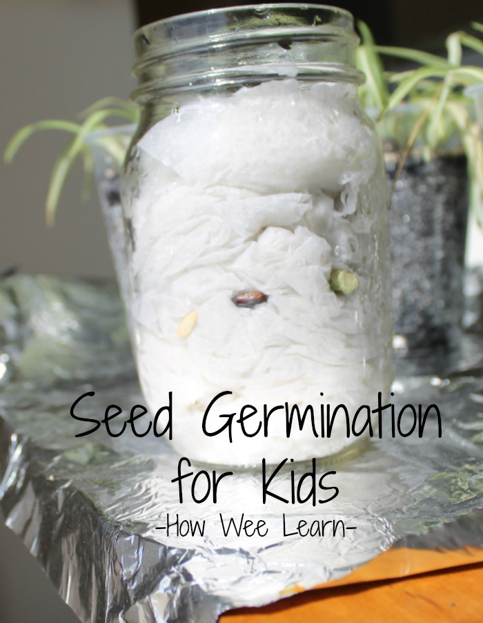 A mason jar with seeds planted in wet paper towels to encourage germination