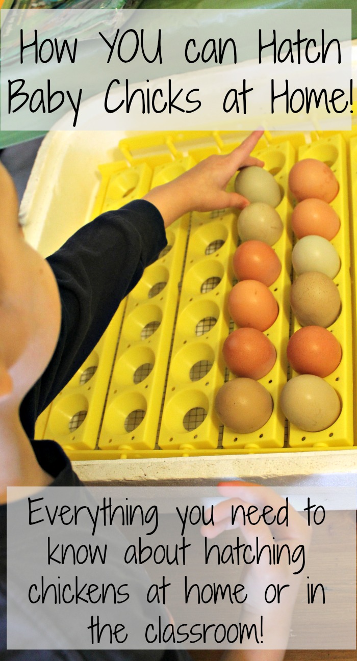 how to incubate chicken eggs with kids