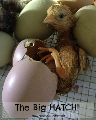 Incubating Chicken Eggs: The Hatch! - How Wee Learn