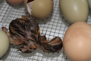 incubating chicken eggs with kids