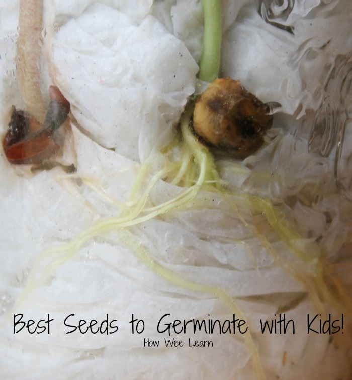 seed germination for kids how we learn