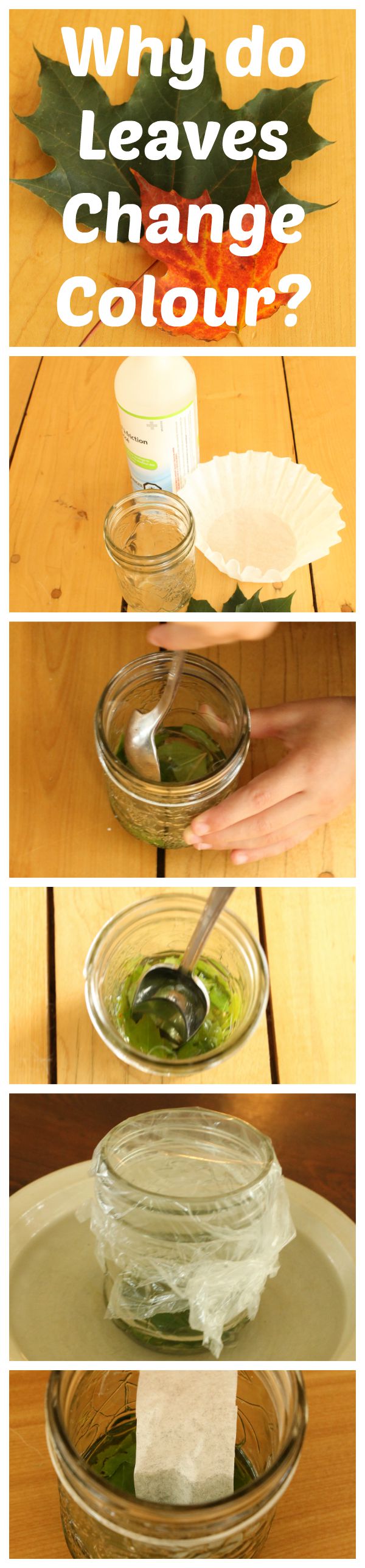 A simple science experiment to show why leaves change color!