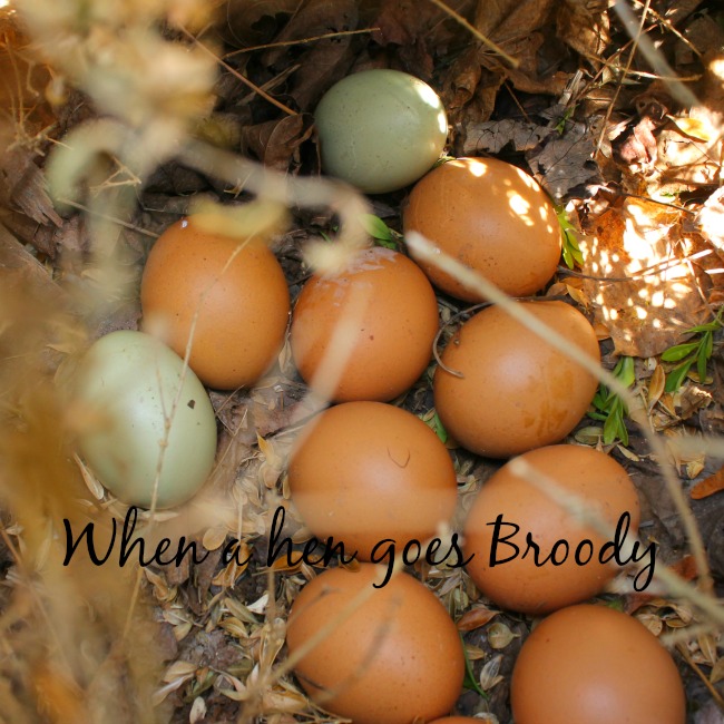 The story of our hen going broody!