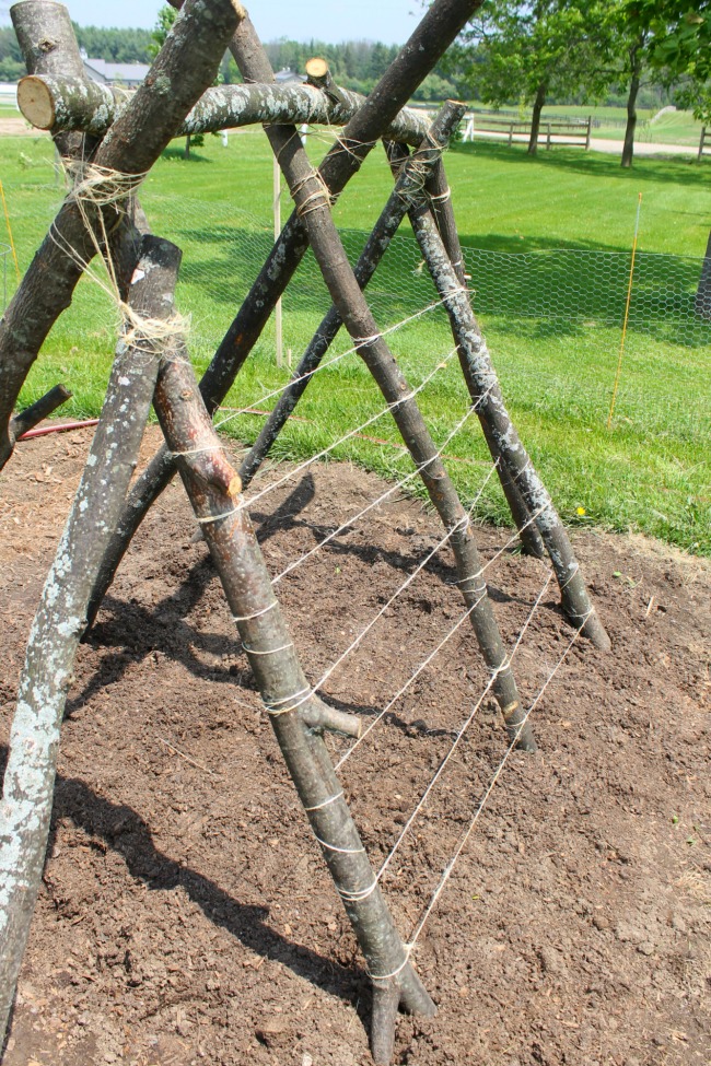 how to build a snap pea trellis fort