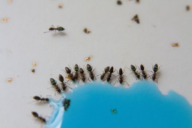 Science experiments for kids - colored ants