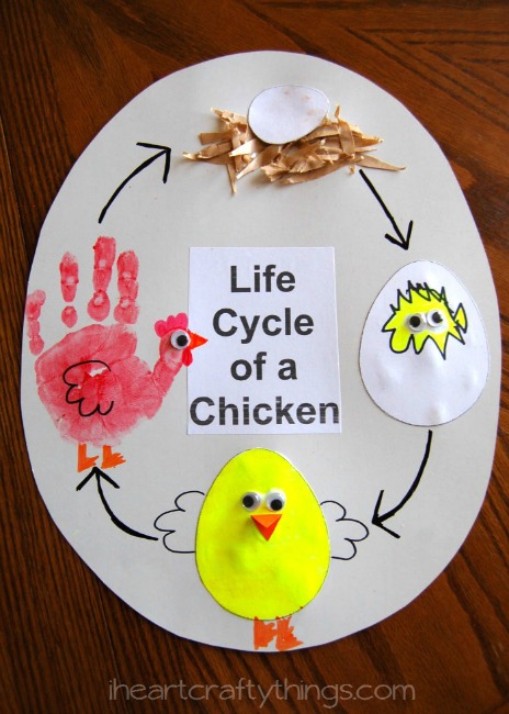 Farm theme activities - life cycle of a chicken