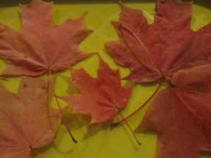 Fall science experiments - crunchy leaf experiment