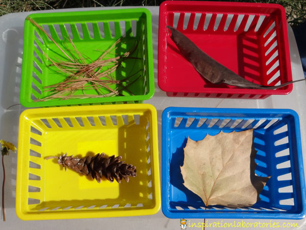 Fall science experiments - fall sorting
