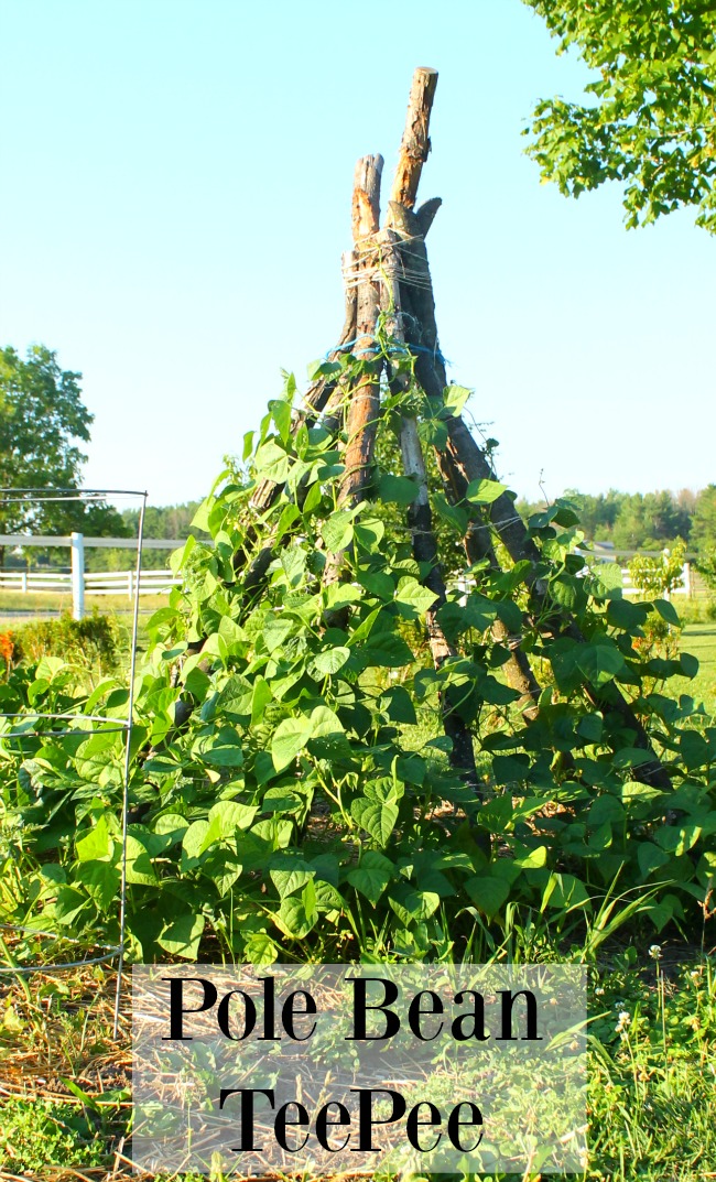How to make a pole bean teepee for kids to use in the summer garden! Perfect little hideaway fort!