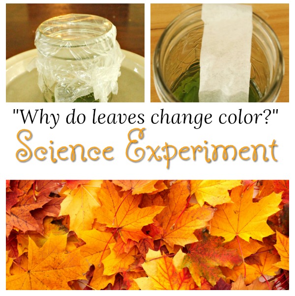 Awesome science experiment for kids this Fall. Why do autumn leaves change color? Such a cool activity! #science #experiment #autumn #kidsactivities #STEM #preschool #kids