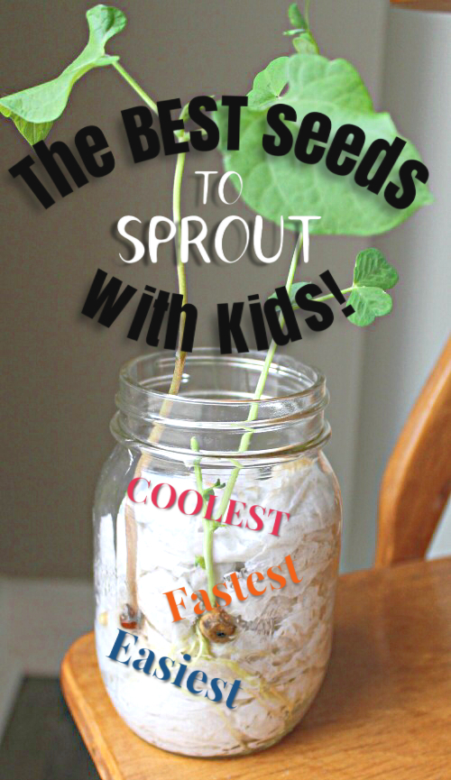 This is great! Find out which seeds sprout fastest, are easiest to grow, and have the coolest cell structures. Awesome garden science for preschoolers and kids! #howweelearn #gardening #vegetablegarden #kidsactivities #sciencefirkids #springactivities #preschoolactivities #getoutside