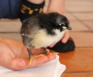 Hatching chicks with kids