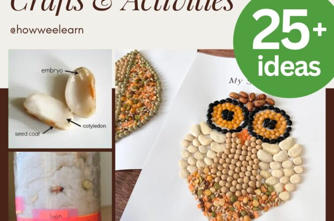 Seeds: Crafts & Activities, 25+ Ideas