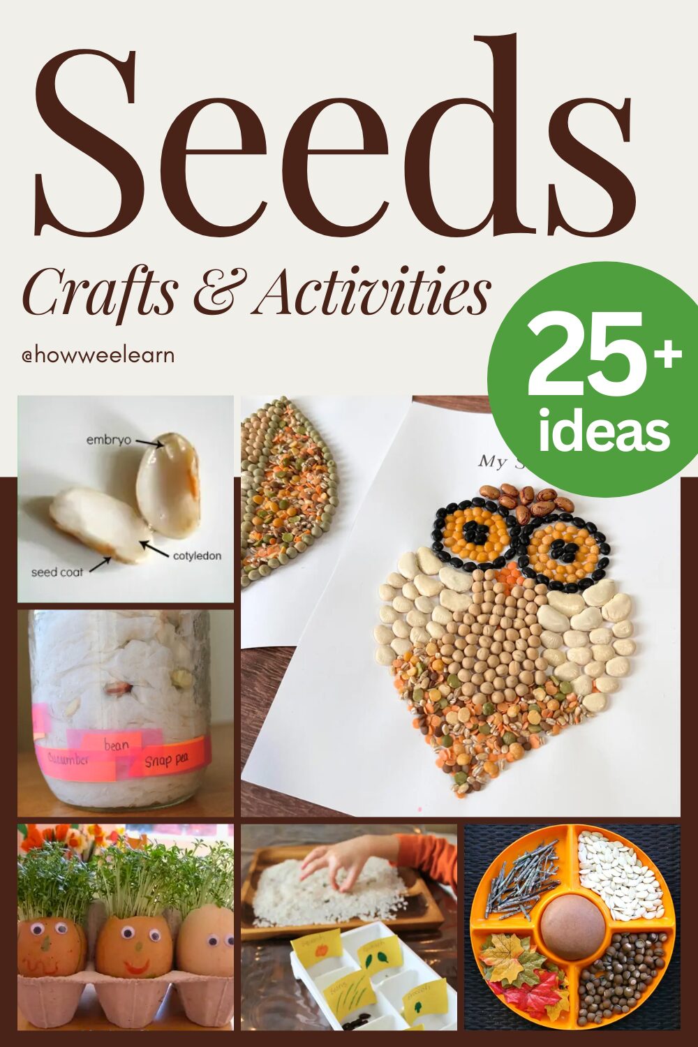 Seeds: Crafts & Activities, 25+ Ideas