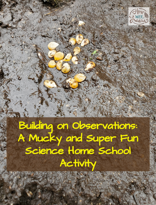 fun science home school activity