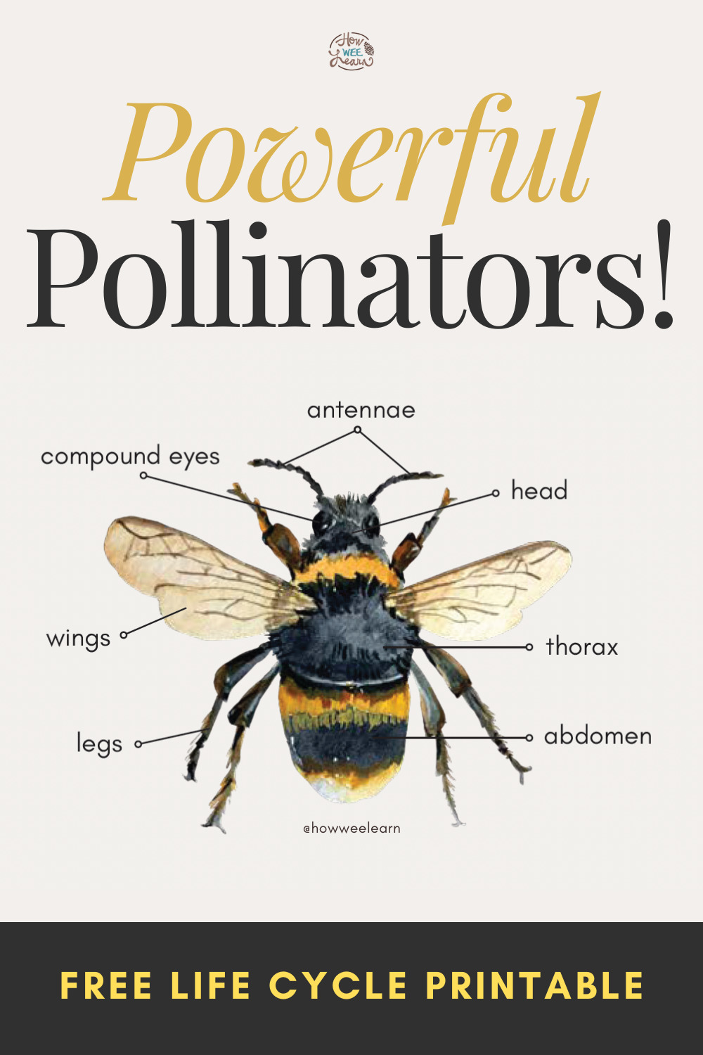Powerful Pollinators: Free Life Cycle Printable