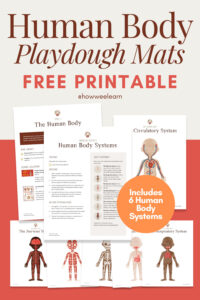 FREE Printable Human Body Playdough Mats! These playdough mats are perfect for teaching children about the 6 major systems in our bodies: muscular, digestive, skeletal, circulatory, respiratory, and the nervous systems! Such a fun way to learn all about the Human Body!