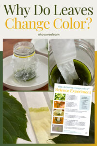 Why Do Leaves Change Color? A Science Experiment