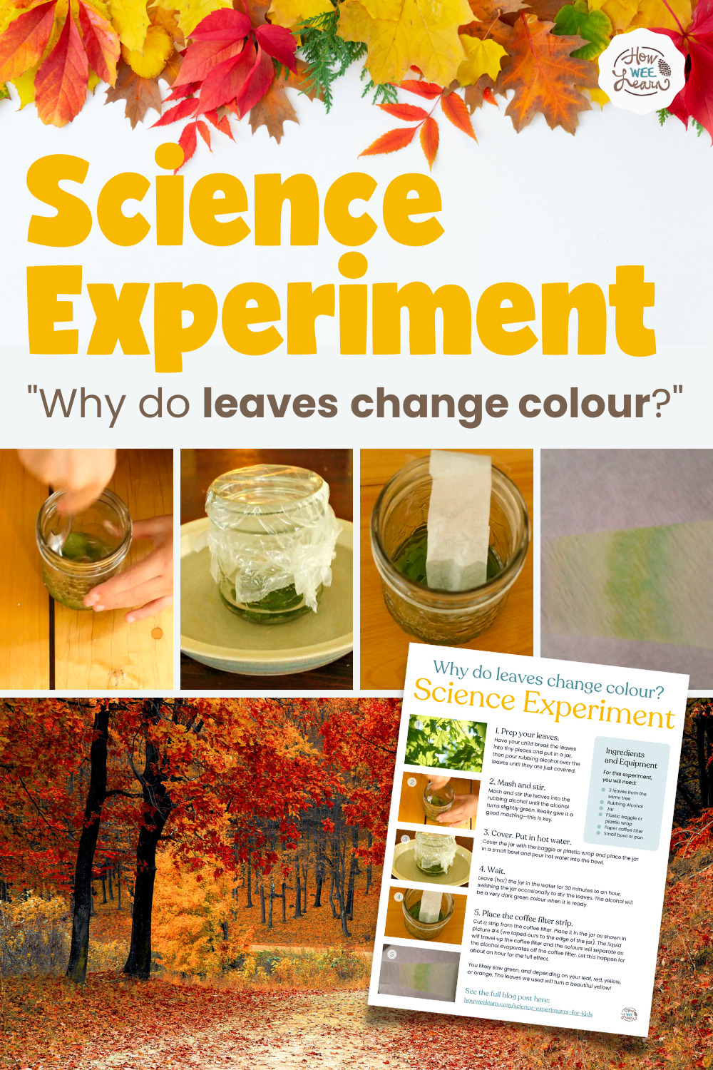 Science Experiment: Why do leaves change colour?