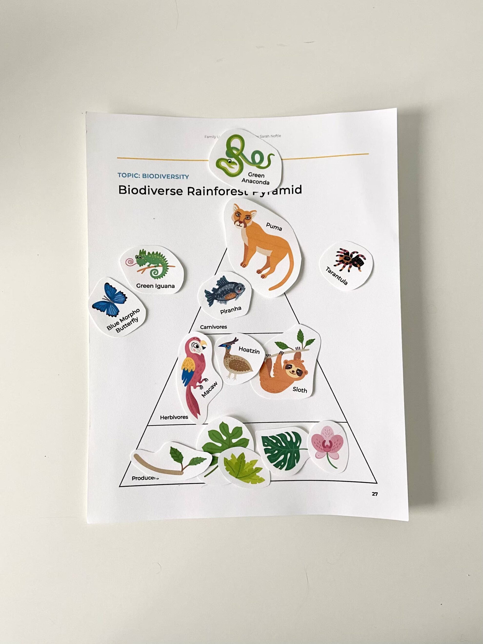 Rainforest Family Unit Study: A Biodiverse Pyramid