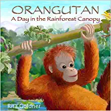 Orangutan: A Day in the Rainforest Canopy by Rita Goldner