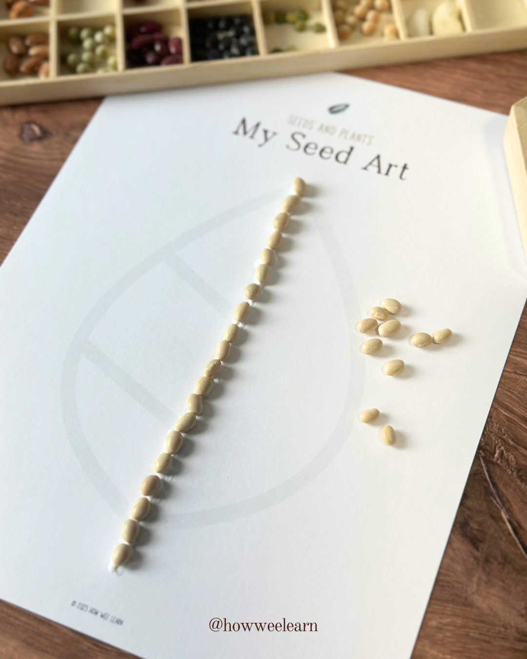 Seed Art from the Seeds and Plants Family Unit Study showing gluing the seeds down to create an outline
