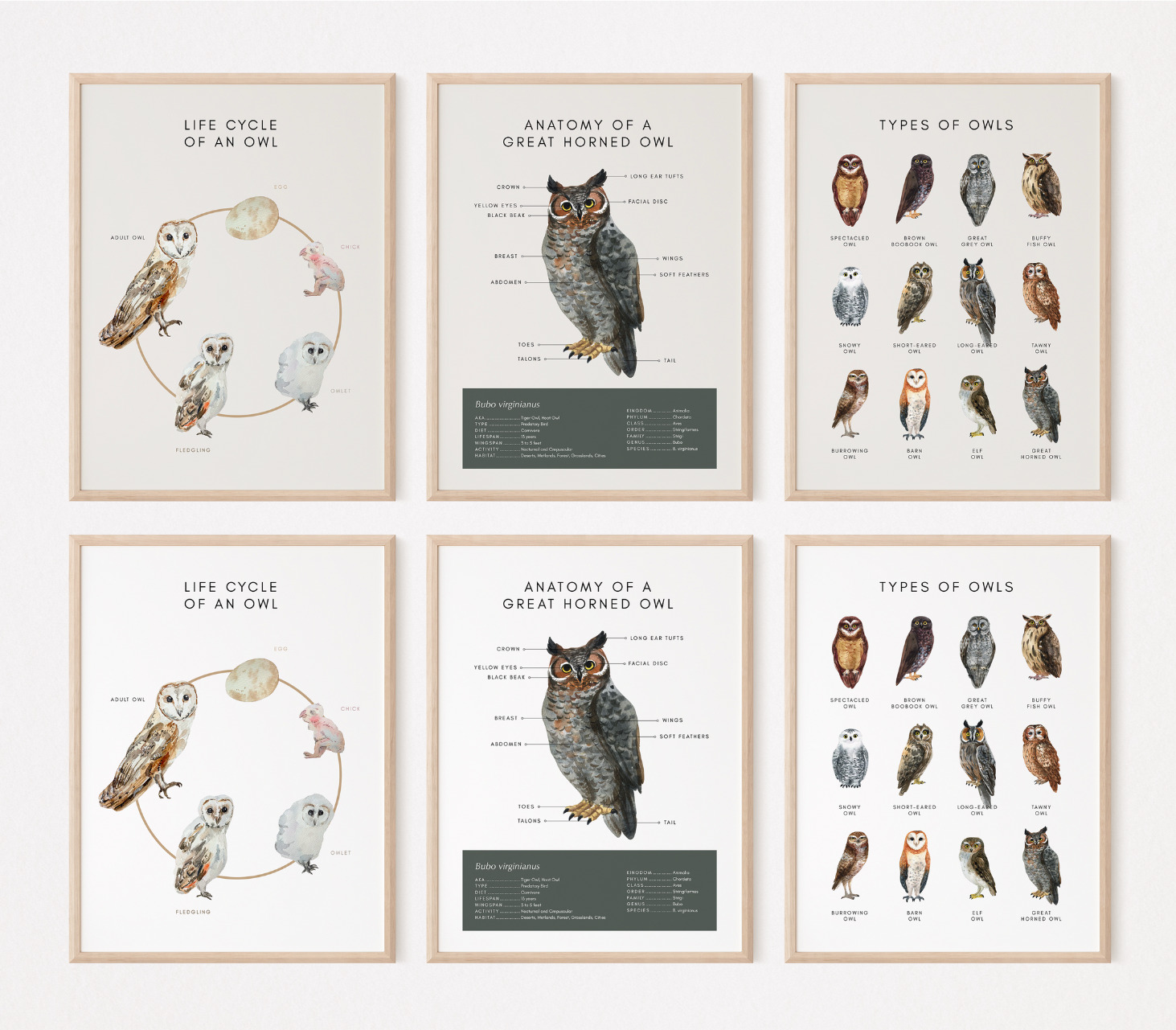 Educational Posters - The Owl Life Cycle, The Great Horned Owl, and Types of Owls