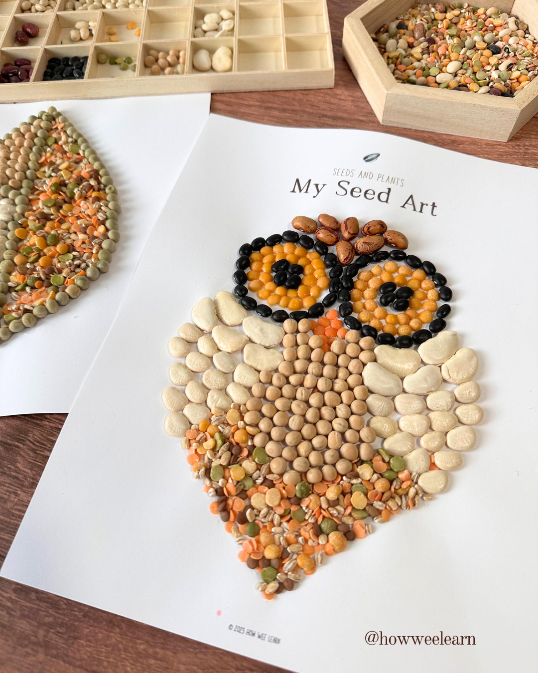 Seed Art from the Seeds and Plants Family Unit Study showing a finished seed owl