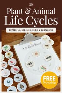 Plant & Animal Life Cycles