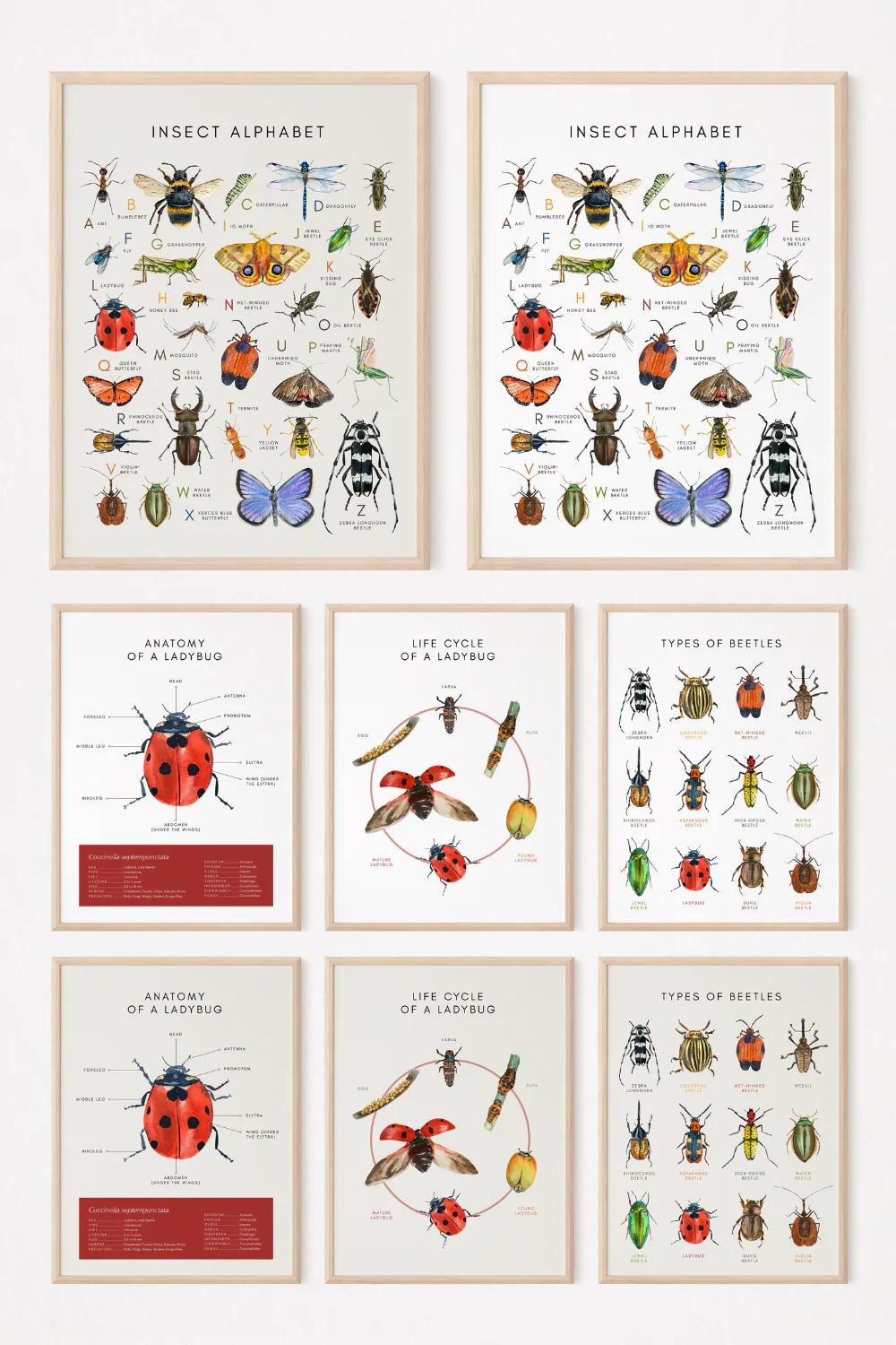 Educational Art Bundle Insects