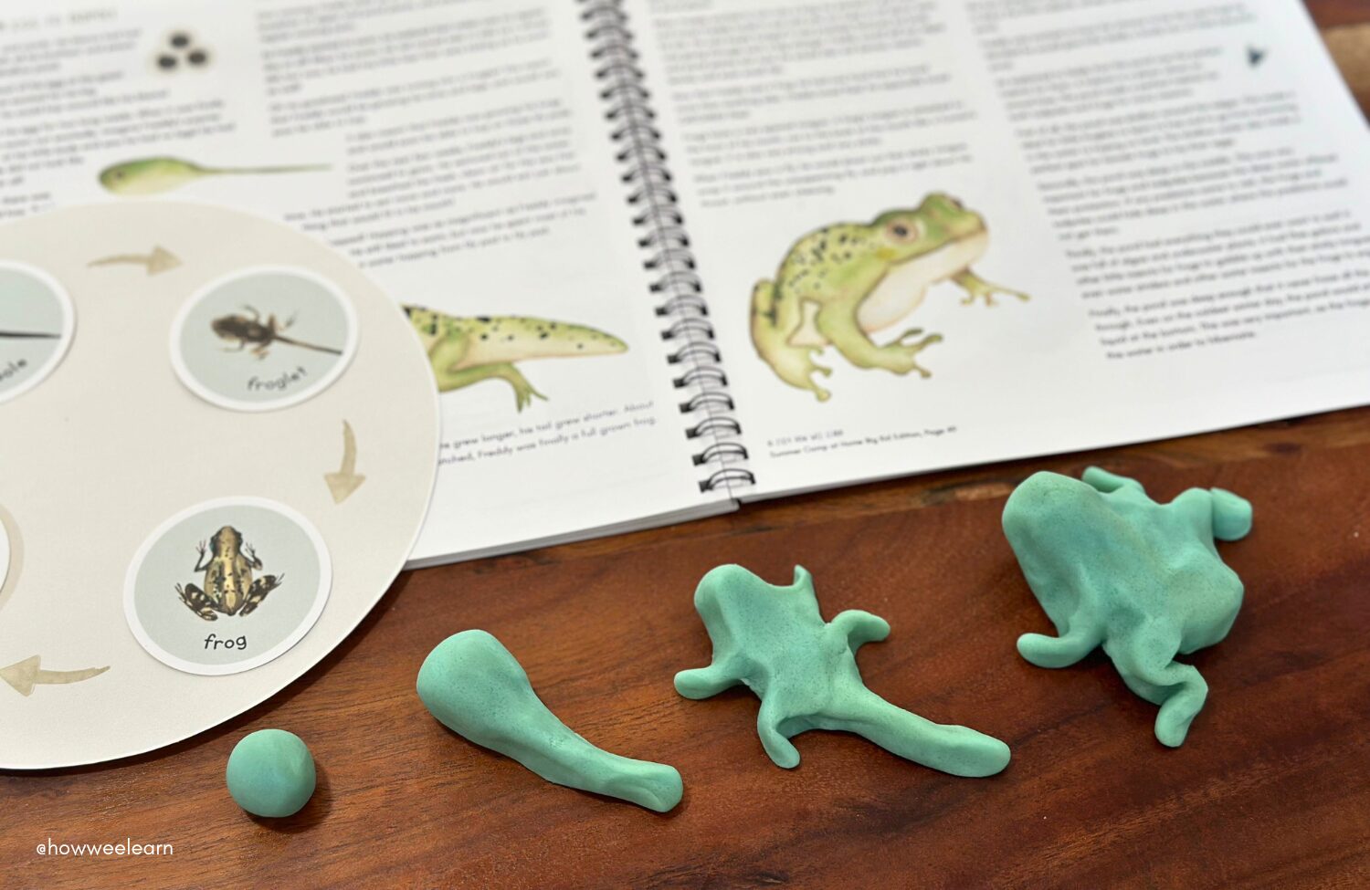 Frog life cycle made out of playdough