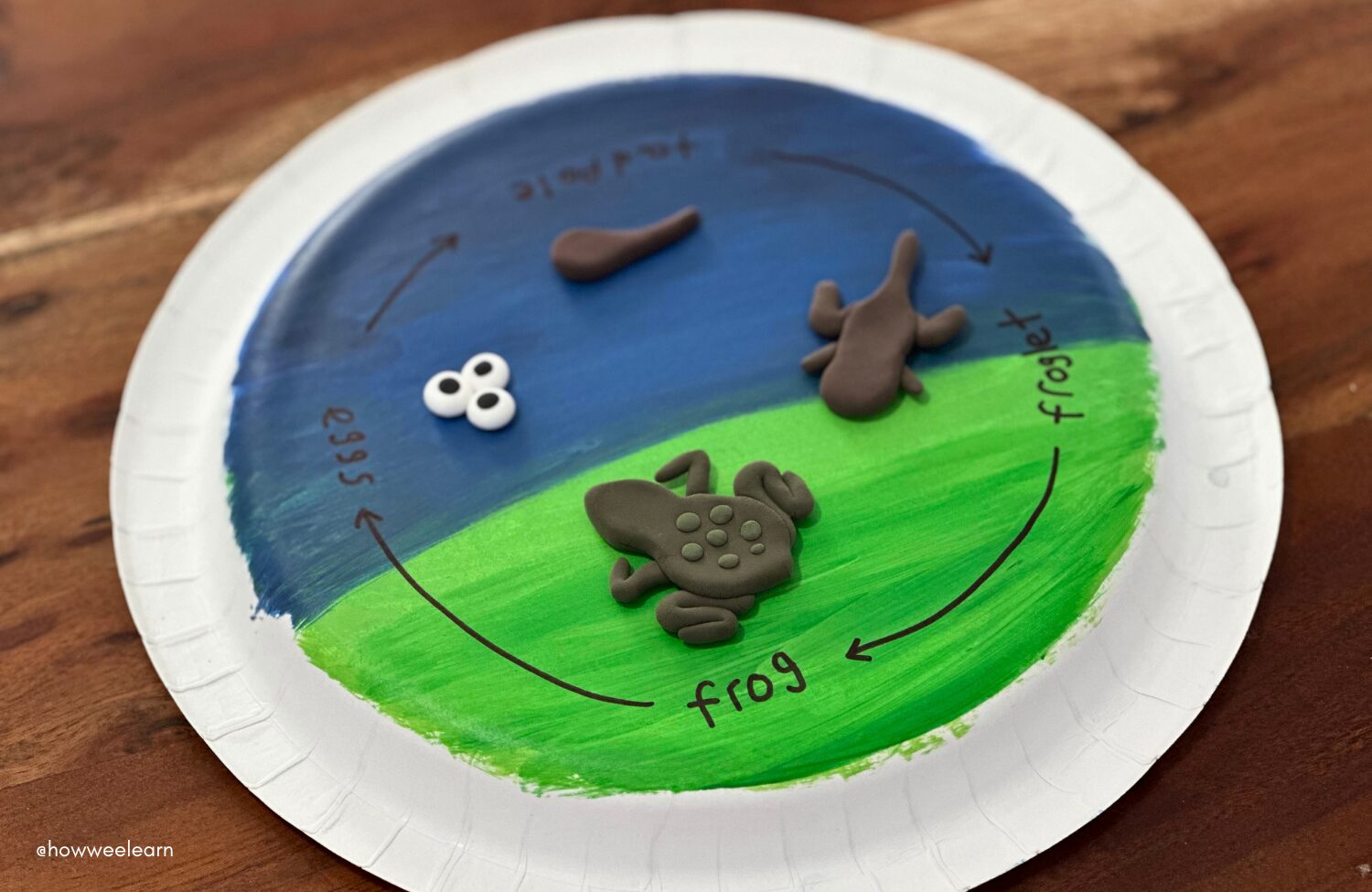 Frog life cycle made out of air dry clay on a paper plate